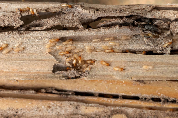 Best Residential Pest Control  in Joshua, TX